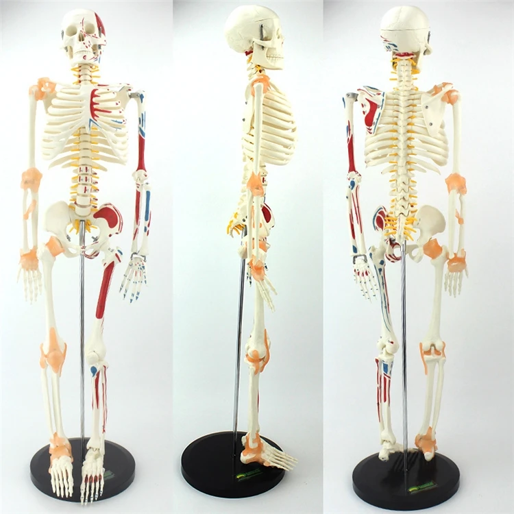 【HOT】Medical Education High Qu - огляд і ціна Medical Lab Upgrade