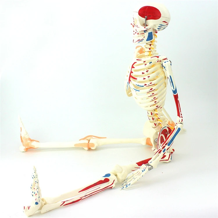 【HOT】Medical Education High Qu - огляд і ціна Medical Lab Upgrade