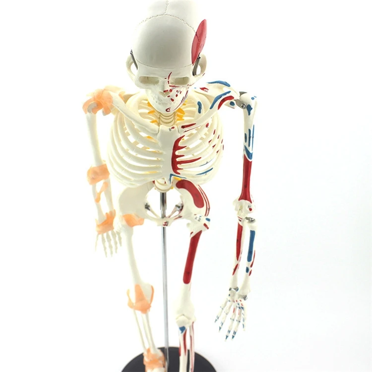【HOT】Medical Education High Qu - огляд і ціна Medical Lab Upgrade