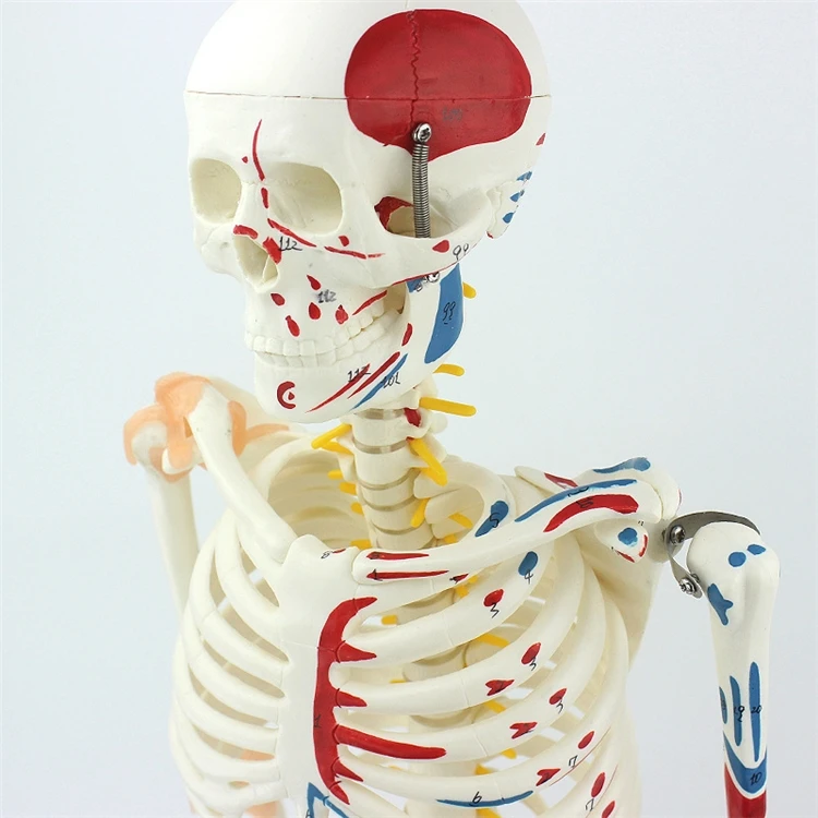 【HOT】Medical Education High Qu - огляд і ціна Medical Lab Upgrade